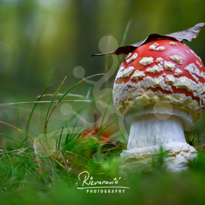 Young fly agaric (Amanita muscaria) with a vivid red cap and pale veil remnants growing beneath a fallen leaf among moss and grasses.