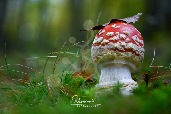 Young fly agaric (Amanita muscaria) with a vivid red cap and pale veil remnants growing beneath a fallen leaf among moss and grasses.