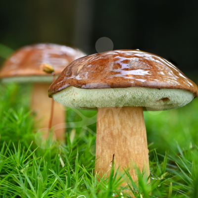 Two bolete mushrooms (Boletus sp.) with bronze-brown caps and sturdy stems growing among vivid green moss at different depths.