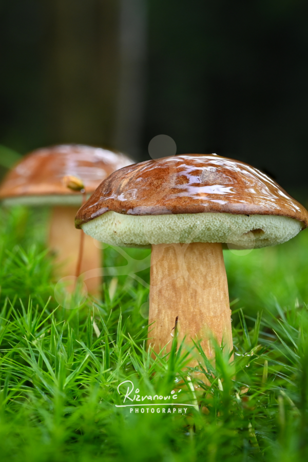 Bronze Duet — Boletes (Boletus sp.) Two bolete mushrooms (Boletus sp.) with bronze-brown caps and sturdy stems growing among vivid green moss at different depths.