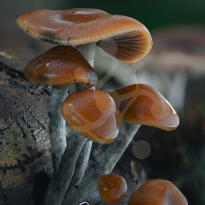 Cluster of glossy caramel-brown woodland mushrooms with cool grey stems growing from decaying wood.