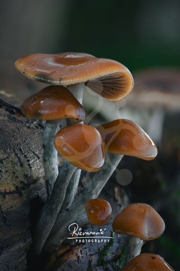 Cluster of glossy caramel-brown woodland mushrooms with cool grey stems growing from decaying wood.