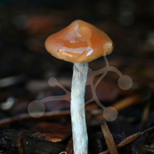 A solitary woodland mushroom with a smooth caramel-brown cap and pale stem rising from dark forest debris against a softly blurred background.