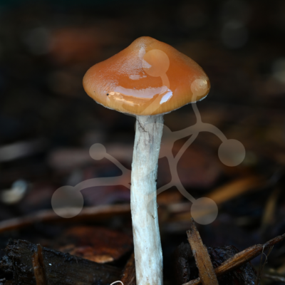 A solitary woodland mushroom with a smooth caramel-brown cap and pale stem rising from dark forest debris against a softly blurred background.