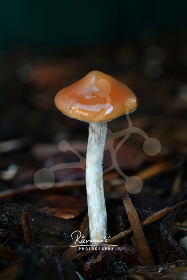 A solitary woodland mushroom with a smooth caramel-brown cap and pale stem rising from dark forest debris against a softly blurred background.