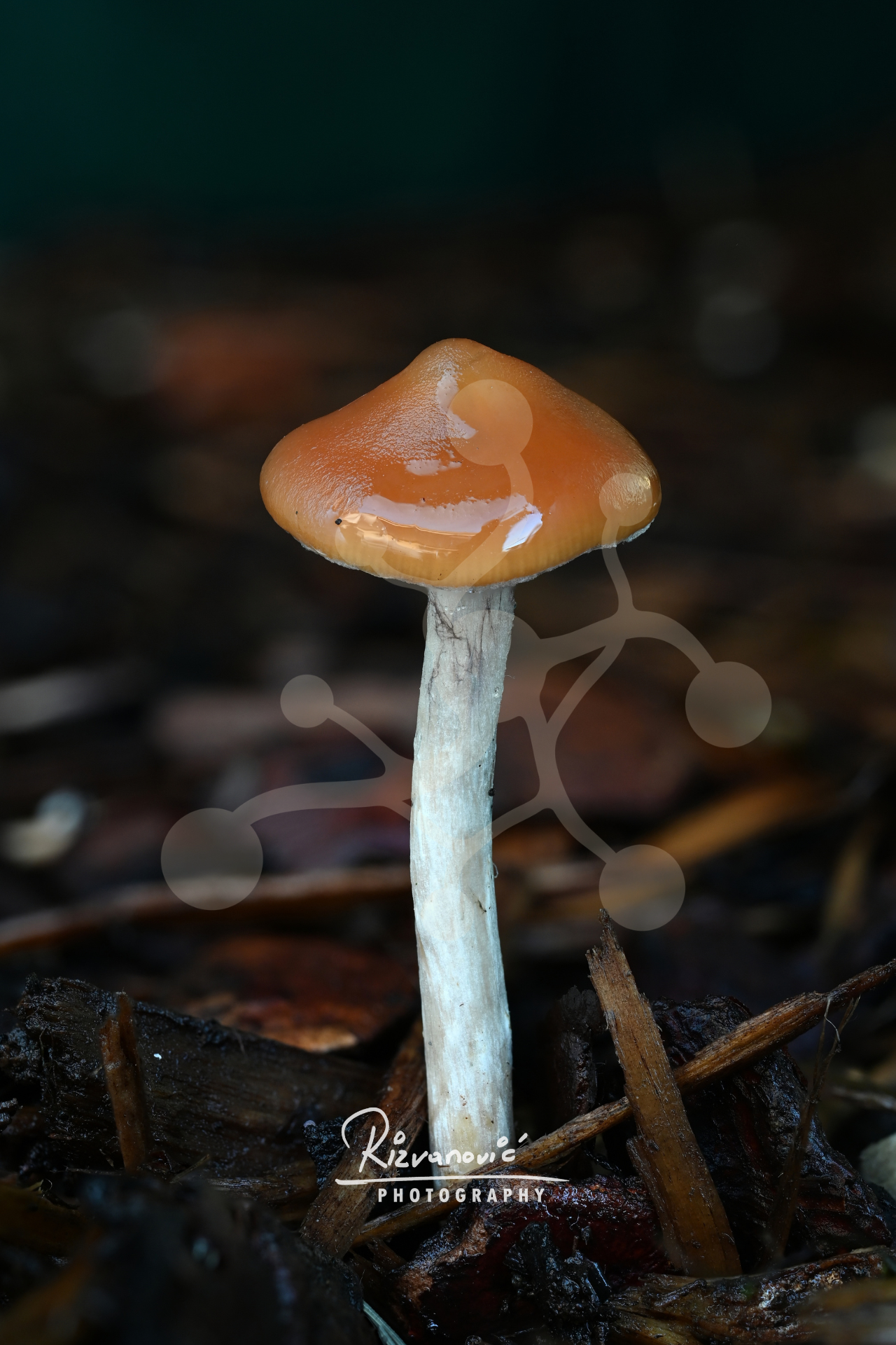 A solitary woodland mushroom with a smooth caramel-brown cap and pale stem rising from dark forest debris against a softly blurred background.