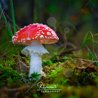 Ceremonial Red — Fly Agaric (Amanita muscaria) Fly agaric (Amanita muscaria) with a vivid red cap and white veil remnants growing among moss and woodland grasses.