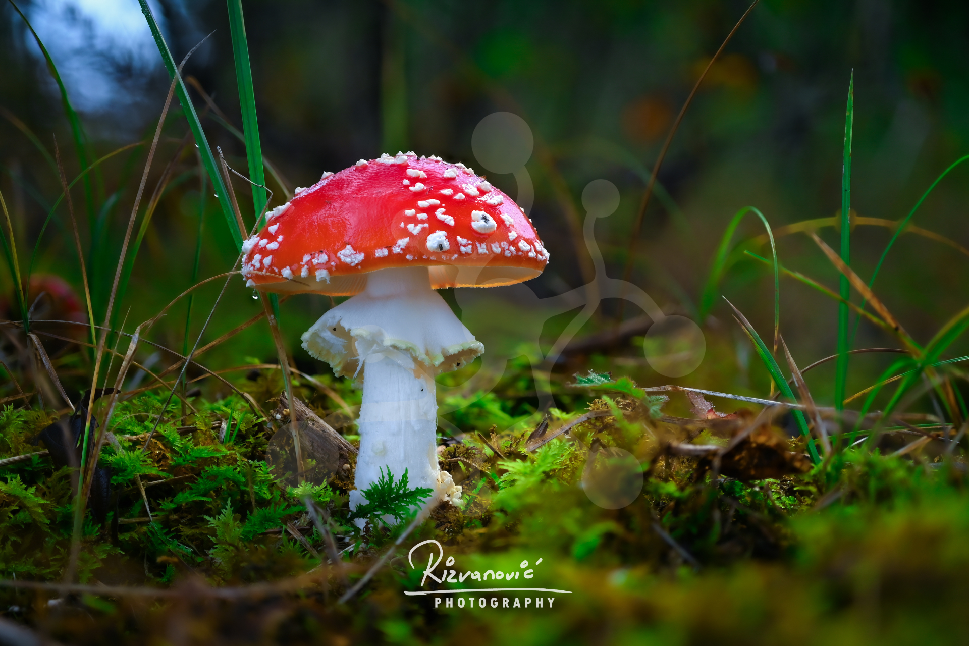 Fly agaric (Amanita muscaria) with a vivid red cap and white veil remnants growing among moss and woodland grasses.
