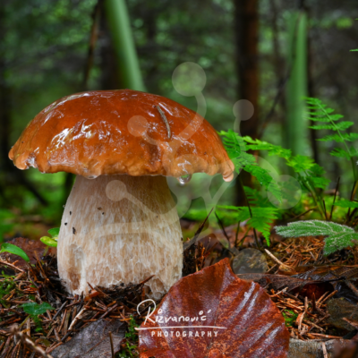 Chestnut Crown — Bolete (Boletus sp.) Mature bolete mushroom (Boletus sp.) with a broad wet chestnut-brown cap and pale textured stem growing on the forest floor.