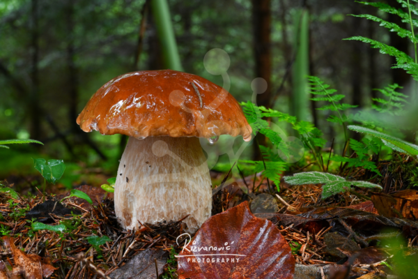 Mature bolete mushroom (Boletus sp.) with a broad wet chestnut-brown cap and pale textured stem growing on the forest floor.