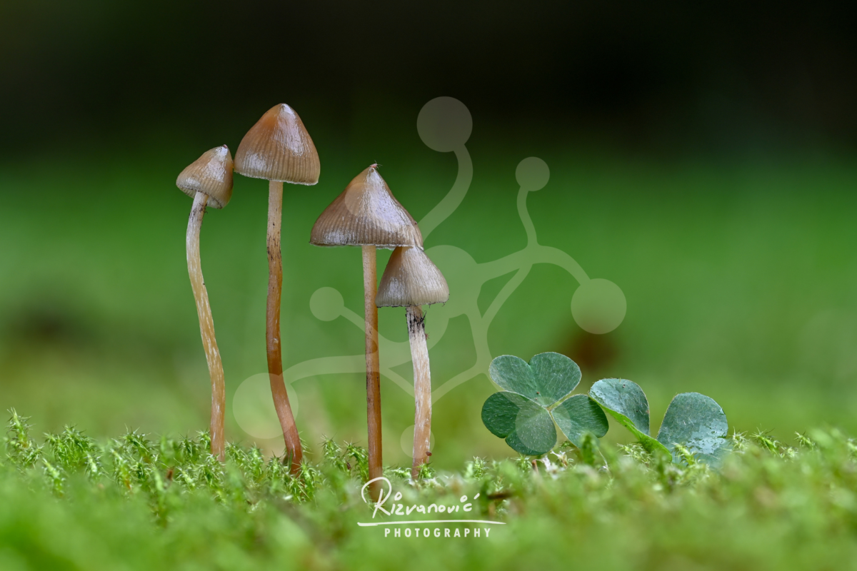 Clover Quartet — Woodland Mushrooms — Almir Rizvanović Four slender woodland mushrooms growing on a mossy forest floor beside a small clover, with a soft green blurred background.