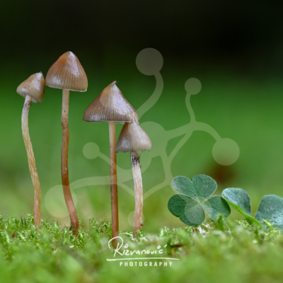 Clover Quartet — Woodland Mushrooms — Almir Rizvanović Four slender woodland mushrooms growing on a mossy forest floor beside a small clover, with a soft green blurred background.