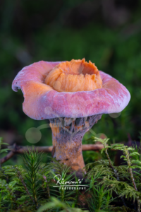 A woodland mushroom with a coral-pink outer rim and warm orange centre, growing among moss in a forest setting.