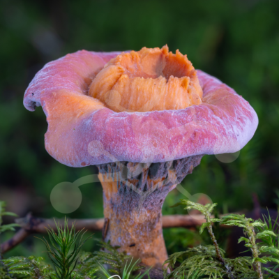 A woodland mushroom with a coral-pink outer rim and warm orange centre, growing among moss in a forest setting.