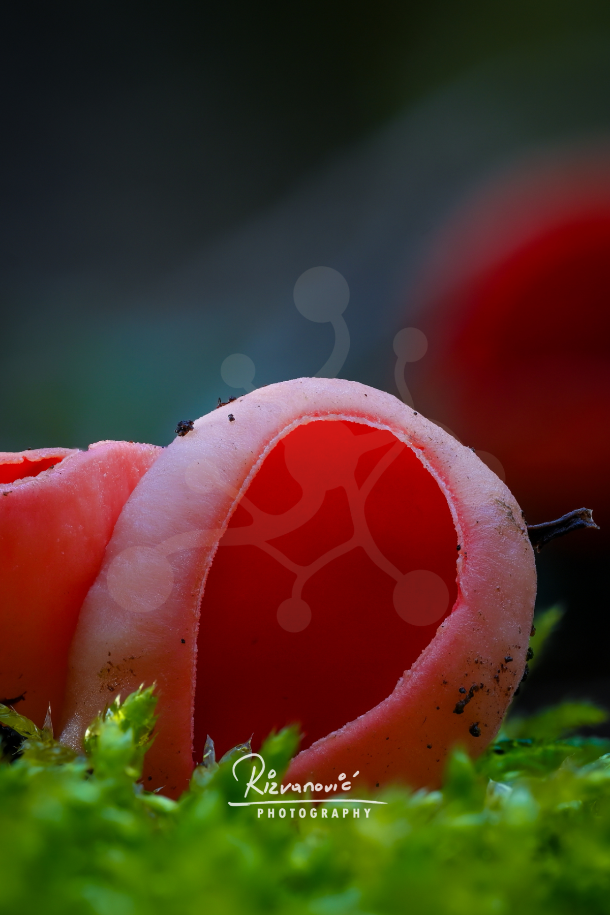 Crimson Vessel — Scarlet Elf Cup (Sarcoscypha sp.) Scarlet elf cup fungus (Sarcoscypha sp.) with vivid red interior emerging from moss on the forest floor.