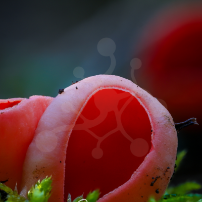 Crimson Vessel — Scarlet Elf Cup (Sarcoscypha sp.) Scarlet elf cup fungus (Sarcoscypha sp.) with vivid red interior emerging from moss on the forest floor.