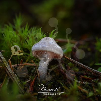 Dewbound Poise — Woodland Mushroom Solitary woodland mushroom with a cool grey-violet cap and translucent droplets growing among moss and forest debris.