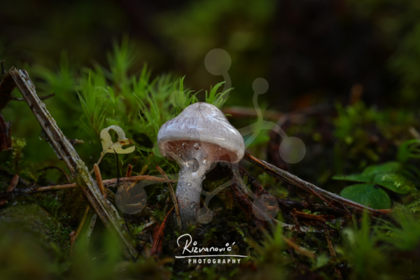 Solitary woodland mushroom with a cool grey-violet cap and translucent droplets growing among moss and forest debris.