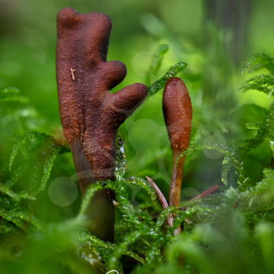 Earthborn Gesture — Club Fungi — Almir Rizvanović Two brown club fungi emerging from moss on the forest floor, one branching and one slender, against a softly blurred green woodland background.