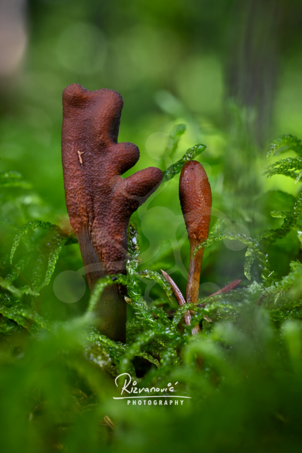 Two brown club fungi emerging from moss on the forest floor, one branching and one slender, against a softly blurred green woodland background.