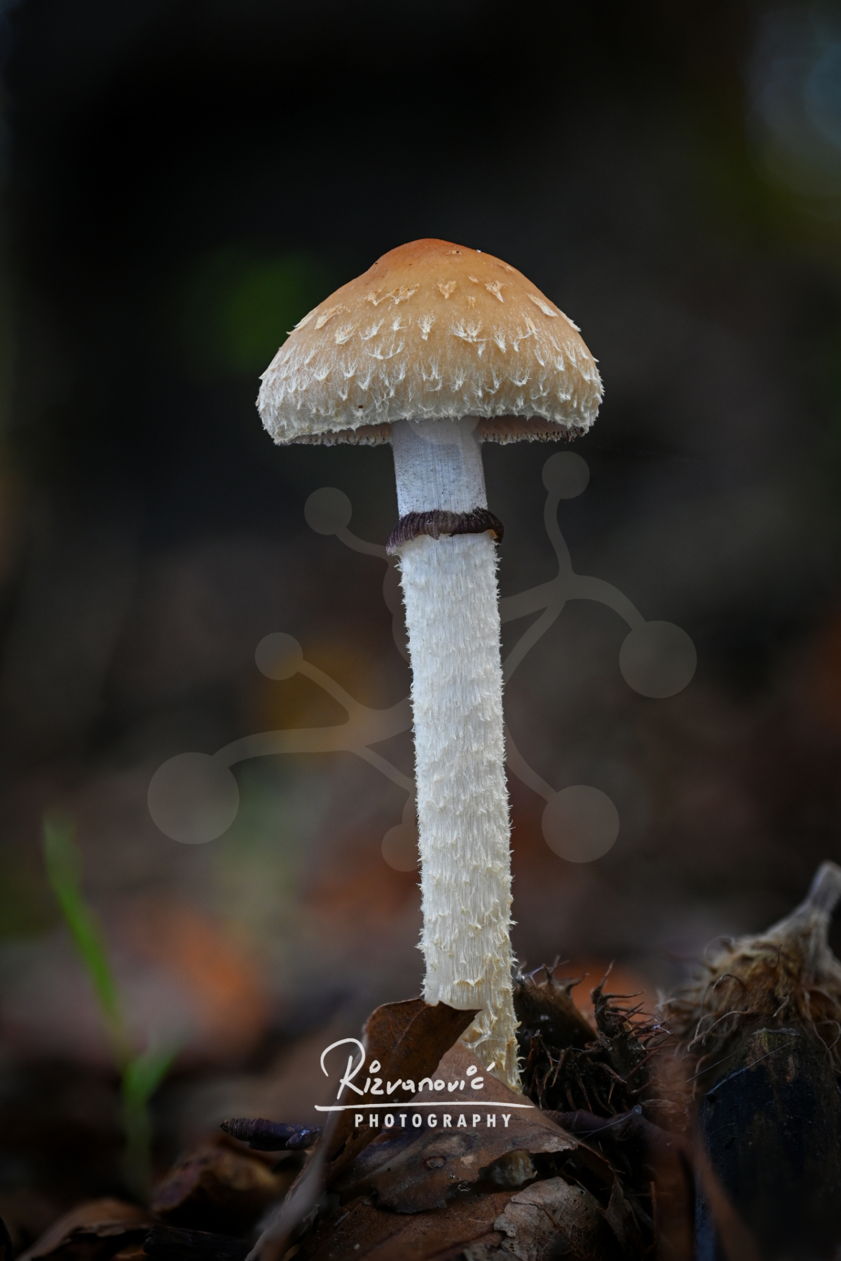 Solitary woodland mushroom with a fringed cap margin and tall pale stem rising from the forest floor.