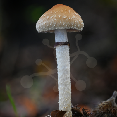Solitary woodland mushroom with a fringed cap margin and tall pale stem rising from the forest floor.