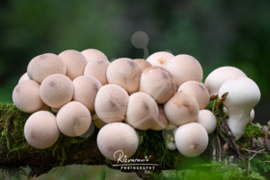 A clustered group of pear-shaped puffballs growing from decaying wood, with pale frosted texture and a dark blurred woodland background.