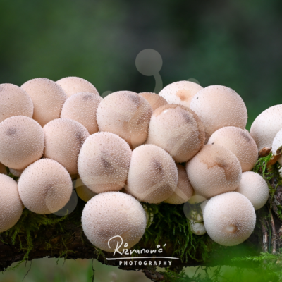 Frosted Brood — Pear-shaped Puffballs — Almir Rizvanović A clustered group of pear-shaped puffballs growing from decaying wood, with pale frosted texture and a dark blurred woodland background.