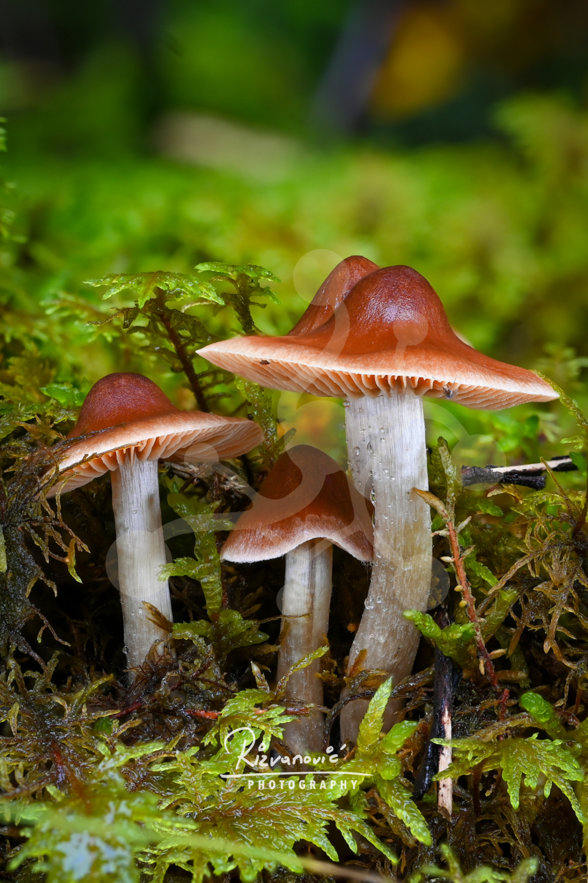 Garnet Triad — Woodland Mushrooms — Almir Rizvanović Three woodland mushrooms with garnet-brown caps and pale stems growing among green moss in a softly blurred forest setting.