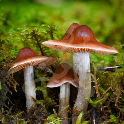 Garnet Triad — Woodland Mushrooms — Almir Rizvanović Three woodland mushrooms with garnet-brown caps and pale stems growing among green moss in a softly blurred forest setting.