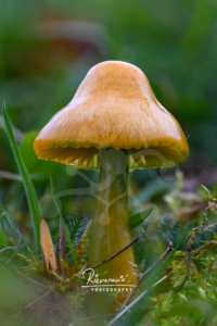 Woodland mushroom with a glossy bell-shaped yellow cap growing among grasses and low forest vegetation.