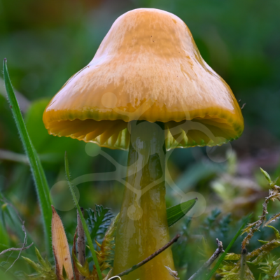 Glossed Bell — Woodland Mushroom — Almir Rizvanović Woodland mushroom with a glossy bell-shaped yellow cap growing among grasses and low forest vegetation.