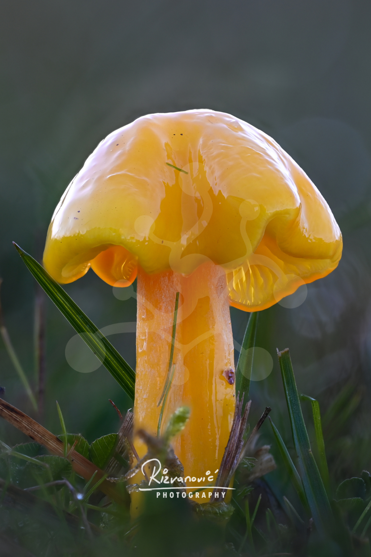 Golden woodland mushroom with a glossy yellow cap and visible gills growing among grasses and low forest-floor vegetation.