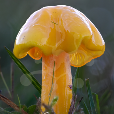 Golden woodland mushroom with a glossy yellow cap and visible gills growing among grasses and low forest-floor vegetation.