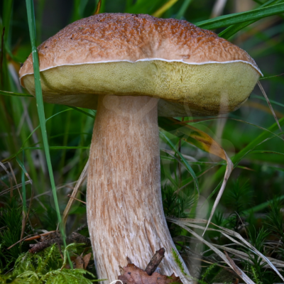 Grounded Strength — Bolete (Boletus sp.) — Almir Rizvanović Robust bolete mushroom (Boletus sp.) with a broad brown cap and thick pale stem growing among moss, grasses and fallen leaves.