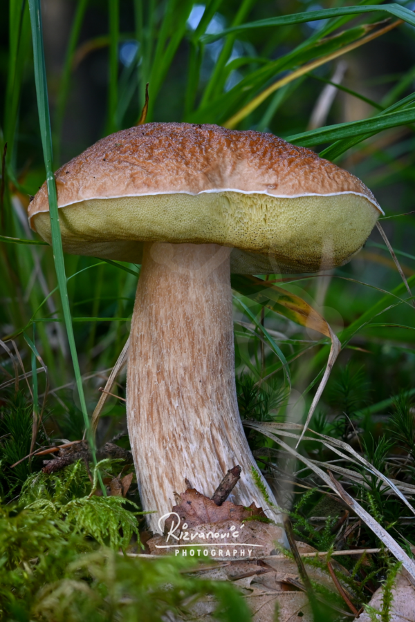 Robust bolete mushroom (Boletus sp.) with a broad brown cap and thick pale stem growing among moss, grasses and fallen leaves.