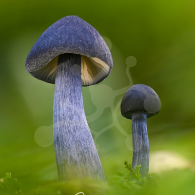 Two indigo-toned woodland mushrooms of different heights rising from a soft green forest floor, with one larger mushroom showing pale gills beneath its cap.