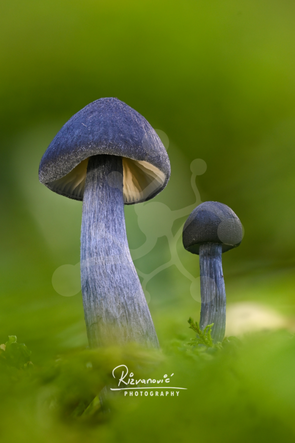 Two indigo-toned woodland mushrooms of different heights rising from a soft green forest floor, with one larger mushroom showing pale gills beneath its cap.