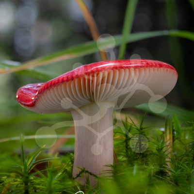 Woodland mushroom with a vivid red cap edge and white gills, growing among moss and fine forest grasses.