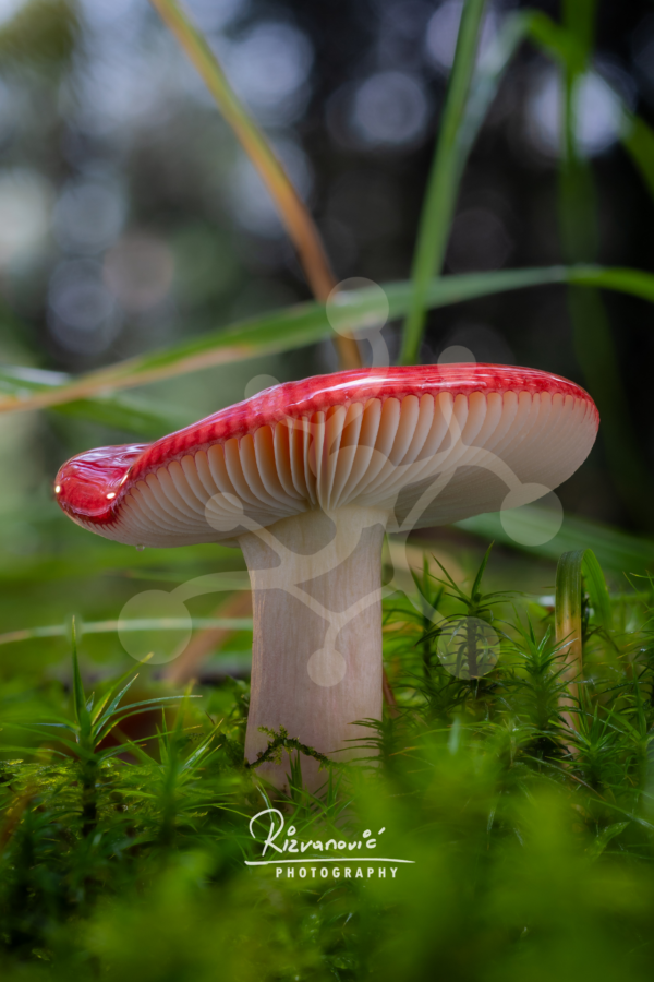Woodland mushroom with a vivid red cap edge and white gills, growing among moss and fine forest grasses.