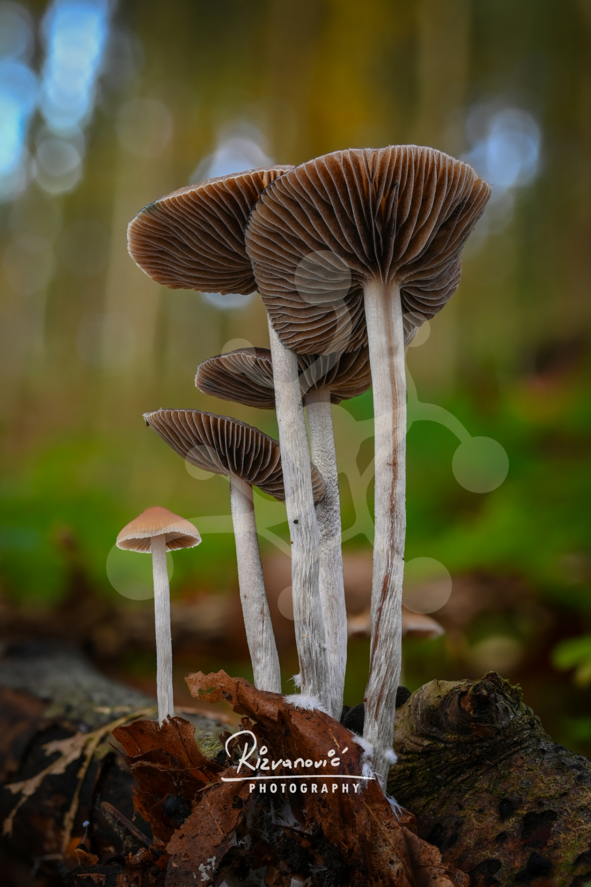 Lamellar Spires — Woodland Mushrooms — Almir Rizvanović A group of tall woodland mushrooms with slender pale stems and dark gills, rising from a decaying log against a softly blurred forest background.