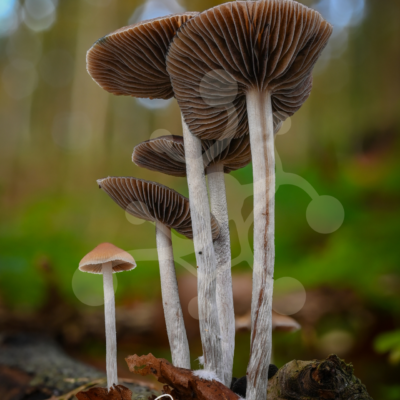 Lamellar Spires — Woodland Mushrooms — Almir Rizvanović A group of tall woodland mushrooms with slender pale stems and dark gills, rising from a decaying log against a softly blurred forest background.