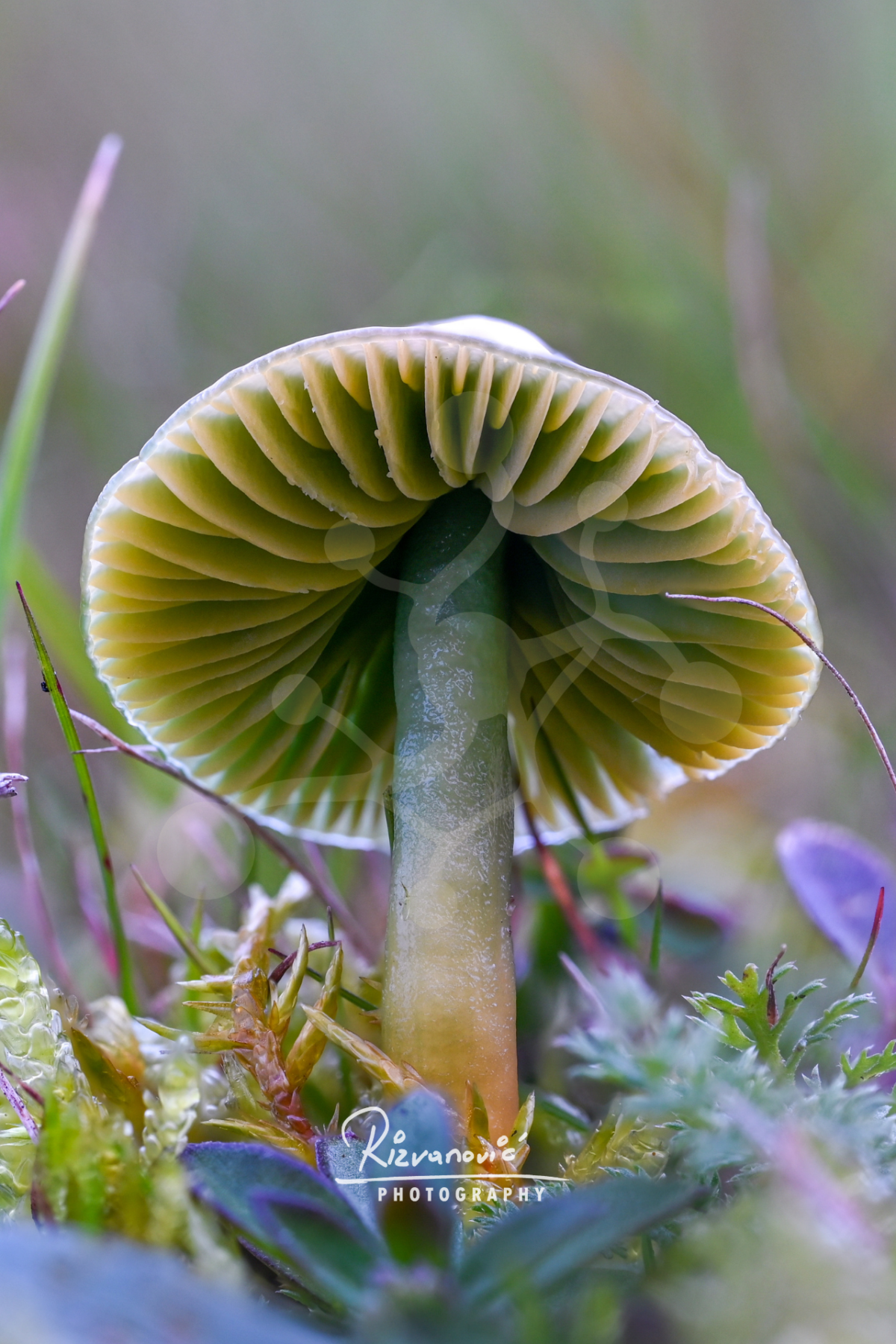 Low-angle view of a woodland mushroom showing radial pale green and yellow gills above a central stem among moss and forest-floor vegetation.
