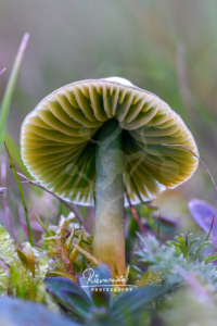 Low-angle view of a woodland mushroom showing radial pale green and yellow gills above a central stem among moss and forest-floor vegetation.