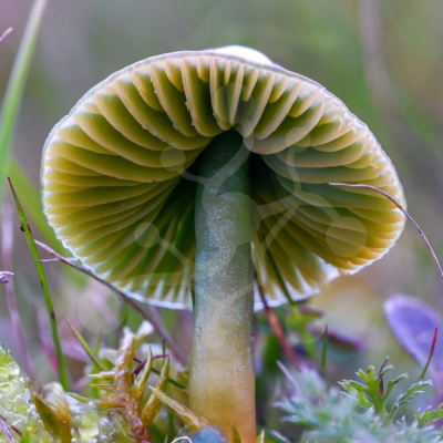 Low-angle view of a woodland mushroom showing radial pale green and yellow gills above a central stem among moss and forest-floor vegetation.