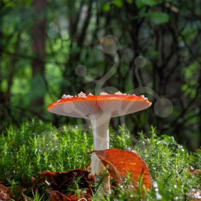 Luminous Parasol — Fly Agaric — Almir Rizvanović A single fly agaric mushroom rising above moss and fallen leaves, with a bright red cap, pale gills and a softly blurred forest background.