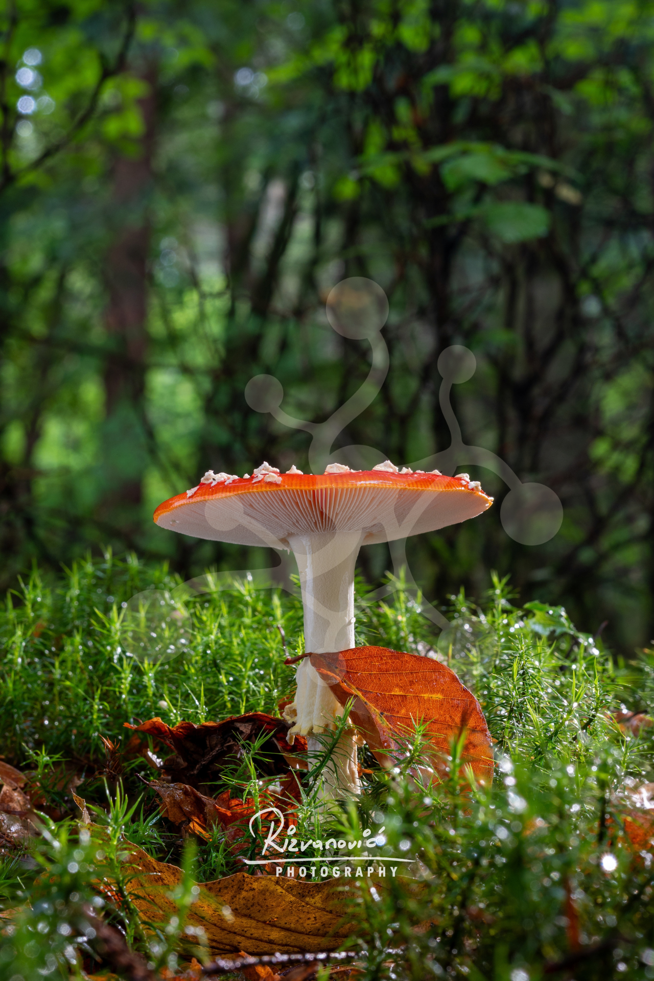 A single fly agaric mushroom rising above moss and fallen leaves, with a bright red cap, pale gills and a softly blurred forest background.