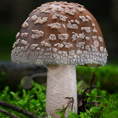 Solitary Amanita mushroom with a broad brown cap covered in pale veil remnants growing among vivid green moss.