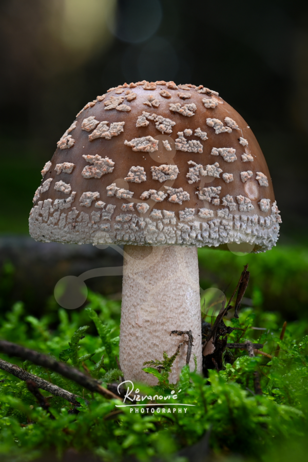 Solitary Amanita mushroom with a broad brown cap covered in pale veil remnants growing among vivid green moss.