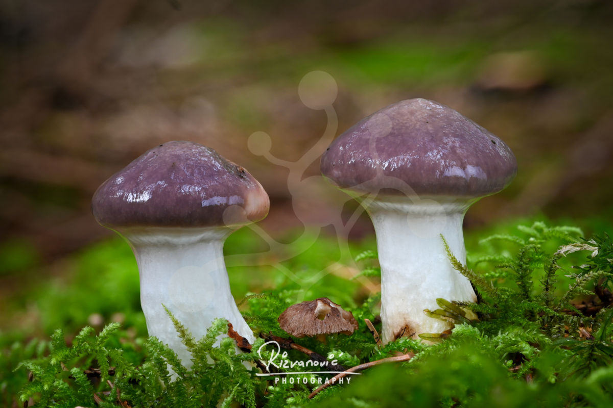 Mauve Kinship — Woodland Mushrooms — Two woodland mushrooms with smooth mauve-brown caps and pale stems growing closely together in vivid green moss.